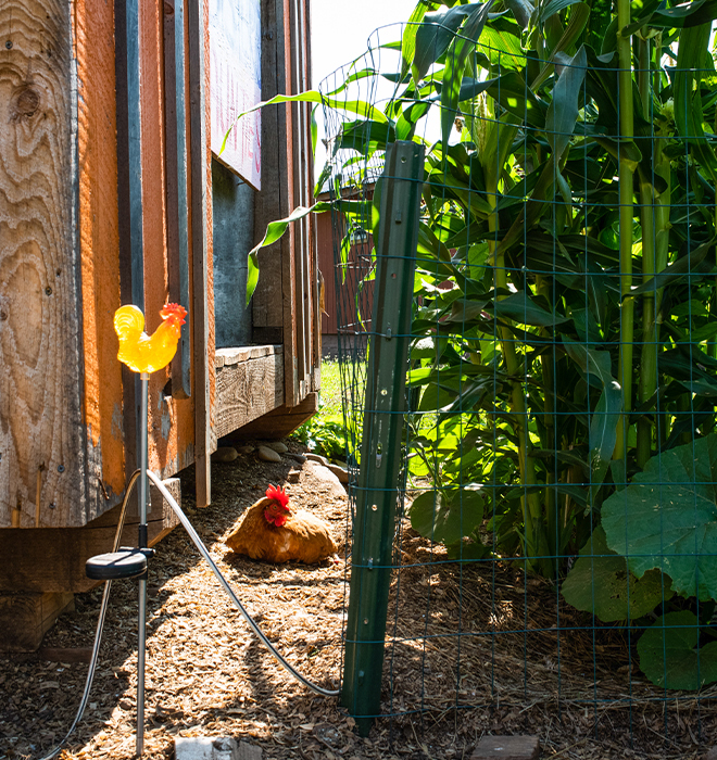 Close up shot of a chicken between a chicken coop and corn growing