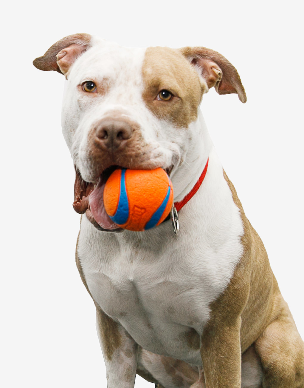 A brown and white pitbull breed dog named Fred with an orange squishy toy ball in his mouth.
